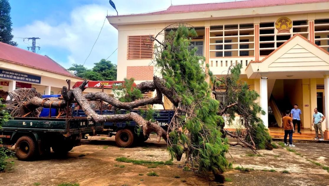 Bonsai Tan Binh Gia Lai anh 4