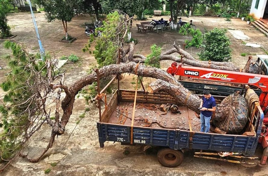 Tam giu xe tai cho hai cay thong bonsai hinh anh