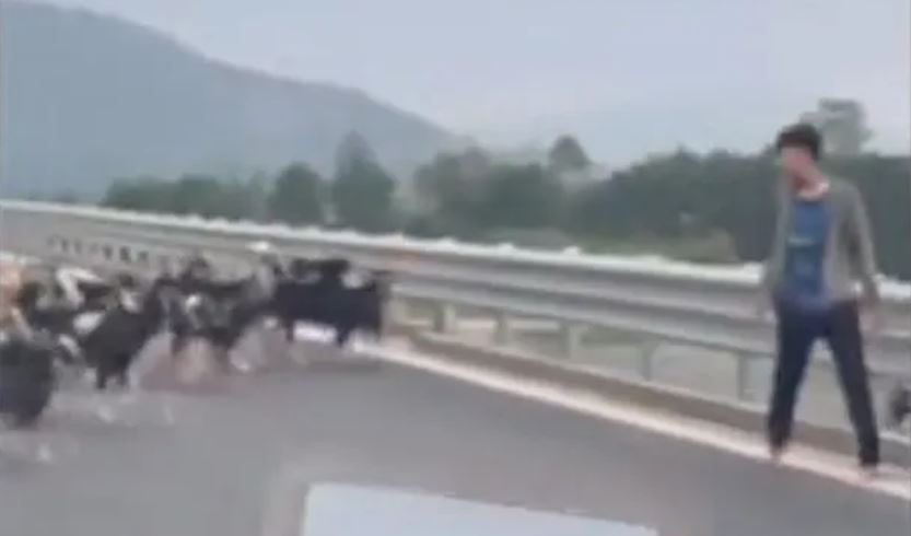 ‘Giat minh’ thay xe may, gia suc tren cao toc Ha Tinh hinh anh