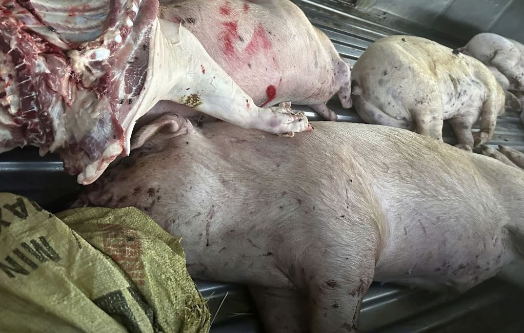 Phat hien vu van chuyen lon chet o Quang Tri hinh anh