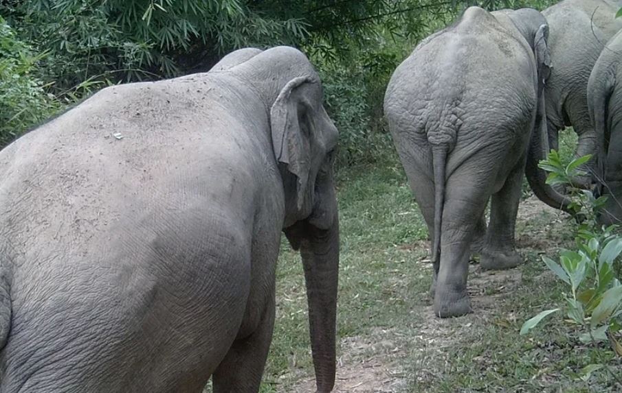 Nguoi dan ong nghi bi dan voi quat tu vong o Dong Nai hinh anh