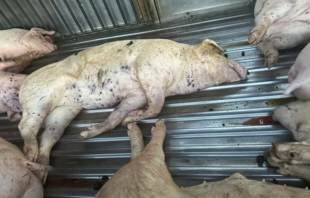 Loi khai cua tai xe xe tai mua lon chet dua den lo mo hinh anh