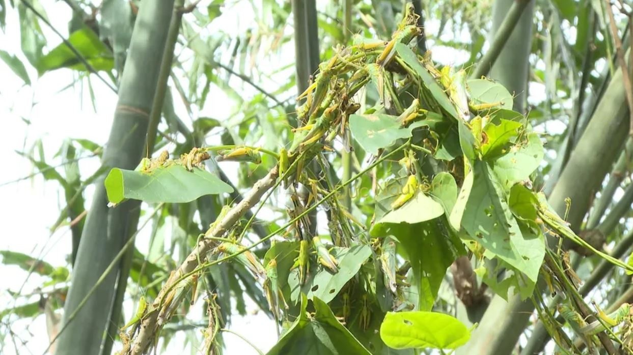 Chau chau Quang Binh anh 3