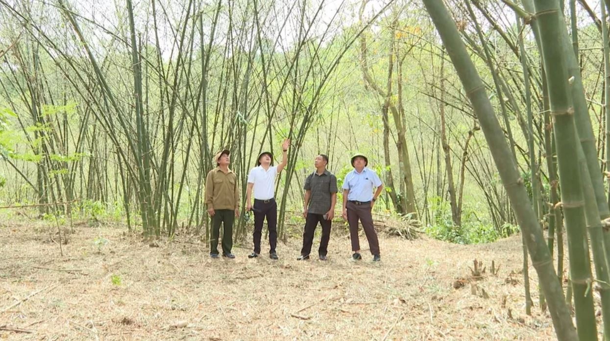 Chau chau Quang Binh anh 4