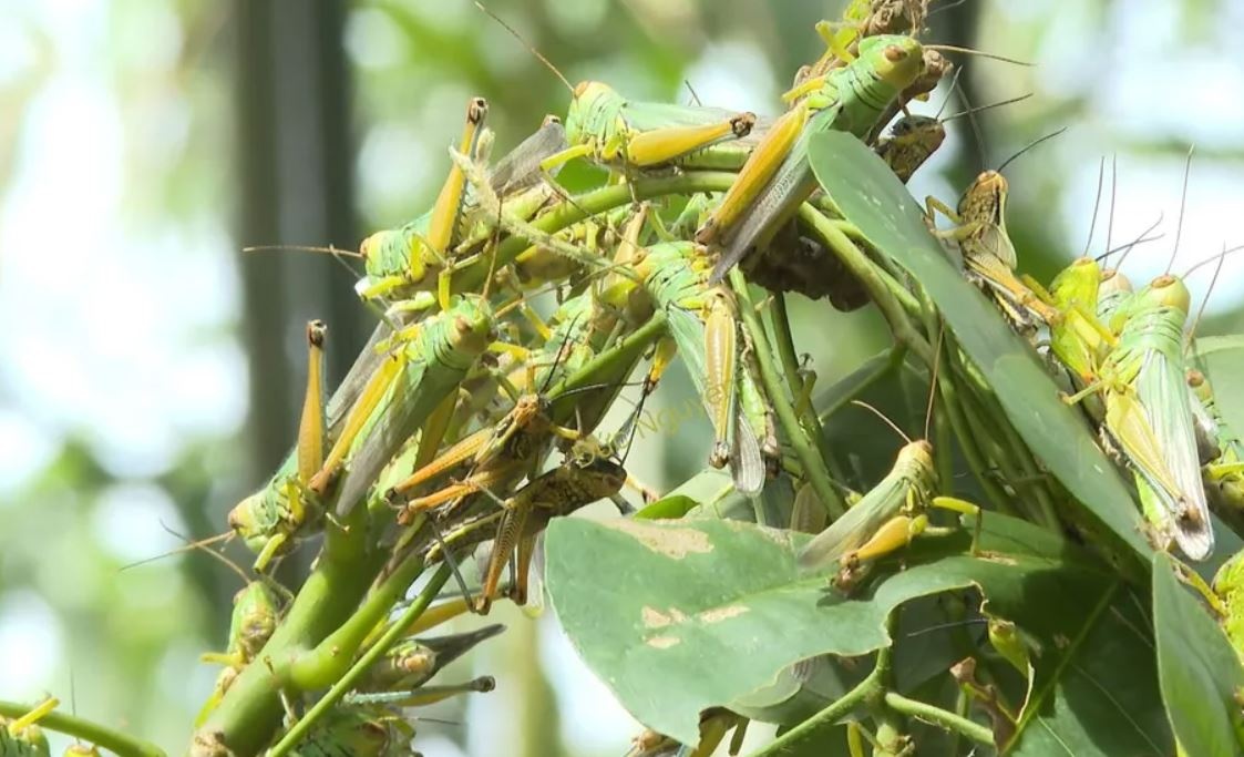 Hang trieu con chau chau tan cong mua mang o Quang Binh hinh anh