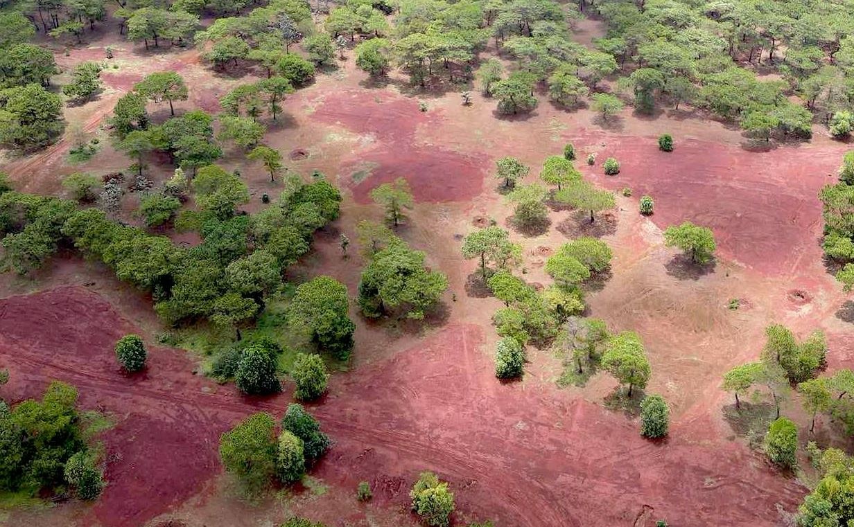 Ly do hang loat cay thong bonsai bi mat trom hinh anh