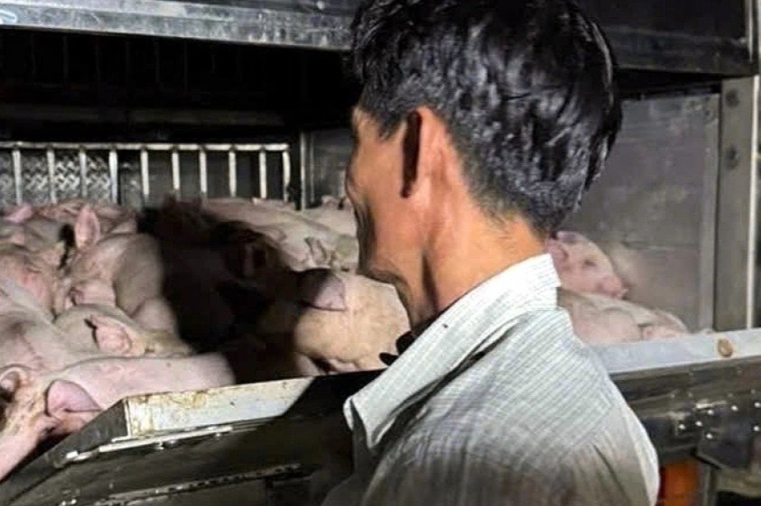 Phat hien xe cho 120 con heo khong co giay kiem dich hinh anh