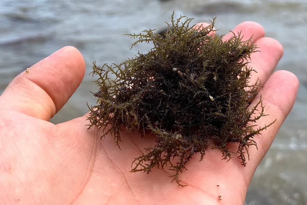 Kiem nua trieu dong moi ngay tu rong bien hinh anh