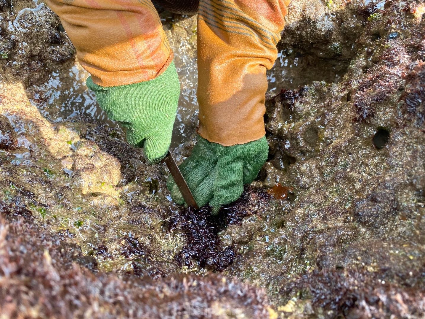 Rong bien nua trieu anh 13