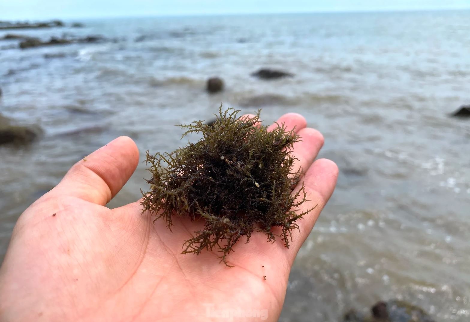 Rong bien nua trieu anh 16