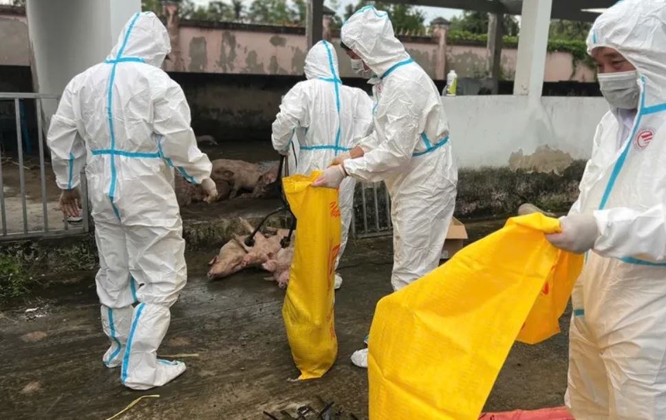 Bac Lieu ly giai viec 'mat 50 con heo' khi dua di tieu huy hinh anh