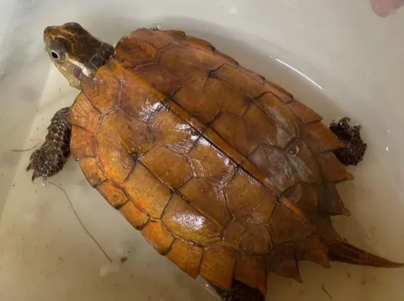 Rua Sa Nhan quy hiem anh 1