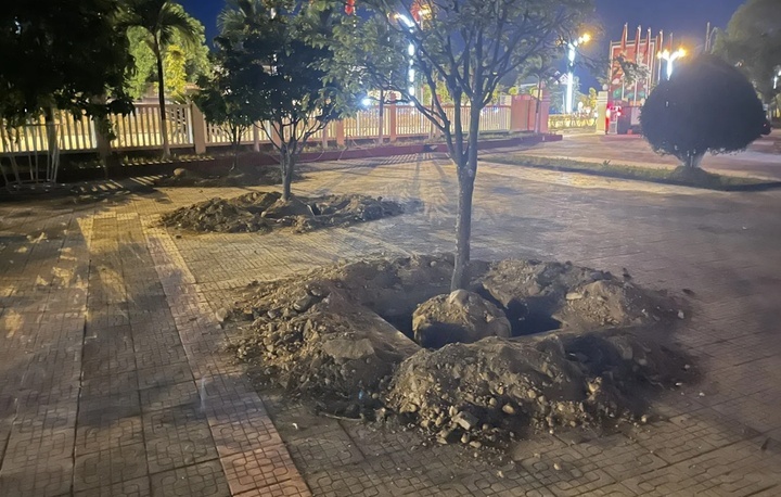 Vi sao nhieu cay hoang mai o Hue bi boi len roi trong lai? hinh anh