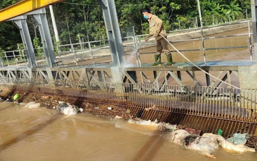 Thuc hu hinh anh hang tram xac lon chet o kenh Phuoc Hoa - Dau Tieng hinh anh