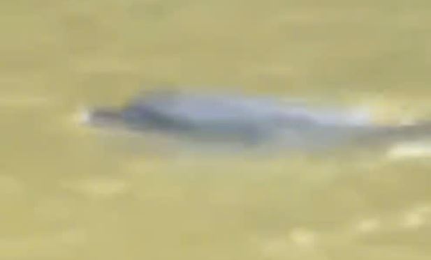 Ca heo boi 'lac' vao song o Ca Mau? hinh anh