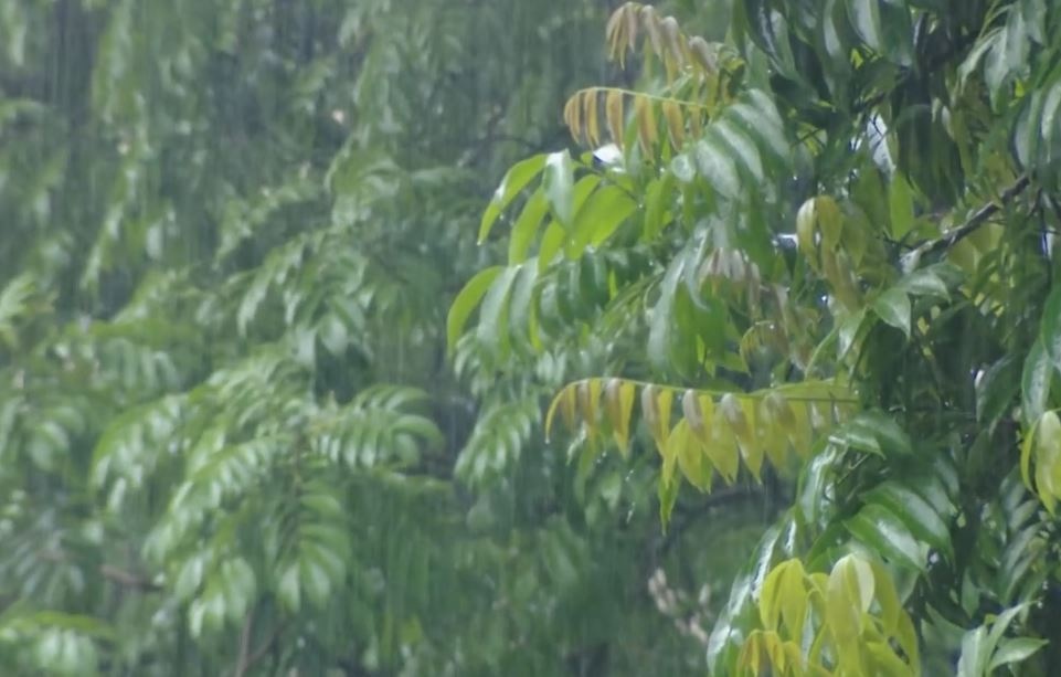 Mua thang 6 o mien Bac vuot ky luc hon 40 nam hinh anh