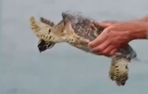 Giai cuu rua bien quy hiem o dac khu Co To hinh anh