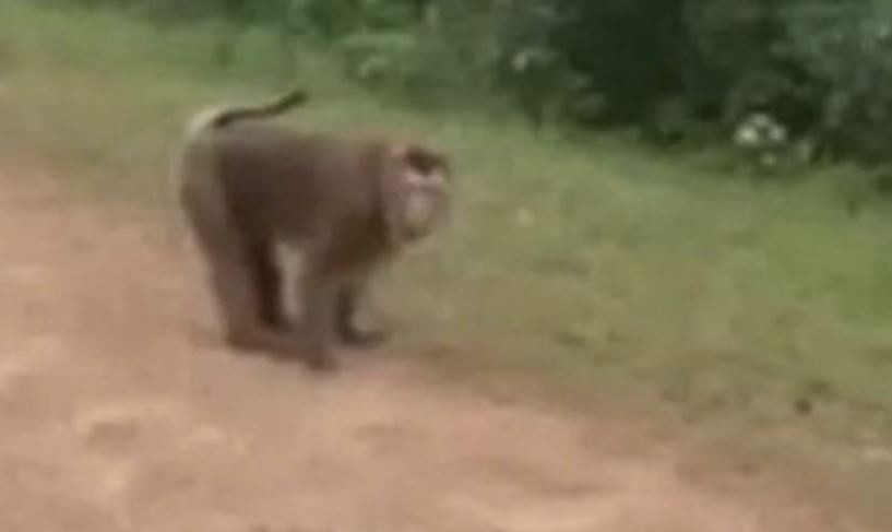 Be gai 10 tuoi nhap vien cap cuu vi bi khi tan cong hinh anh