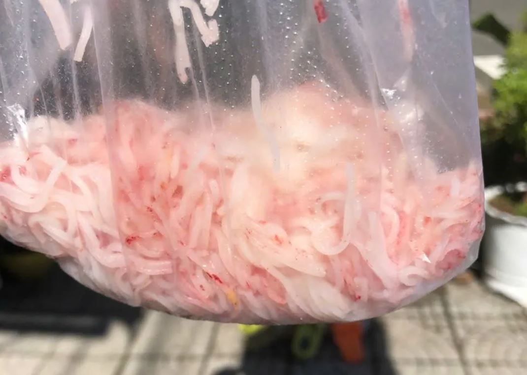 Dinh chi khan cap co so san xuat bun tuoi doi mau la o Da Nang hinh anh