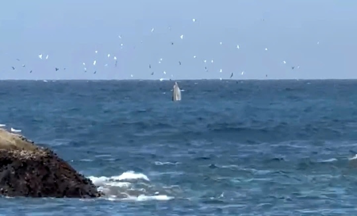 Ca voi vinh Nha Trang anh 1