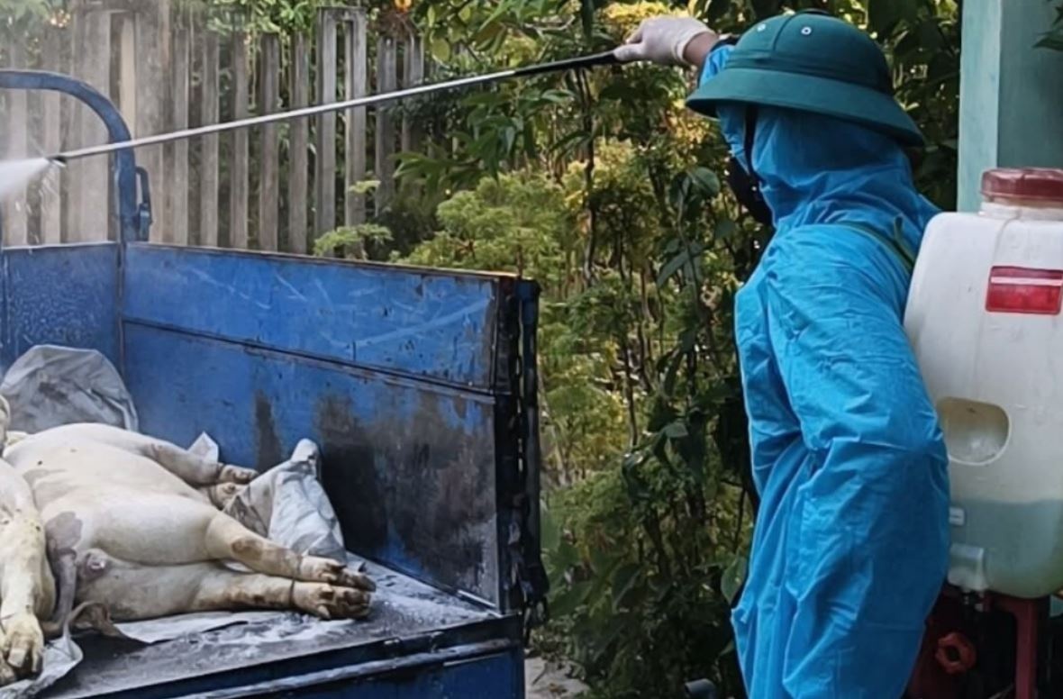 Mot phuong o Da Nang xuat hien dich ta lon chau Phi hinh anh