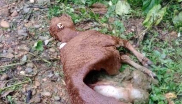 Soi hoang tan cong khien 50 con trau, bo bi chet o Dien Bien hinh anh