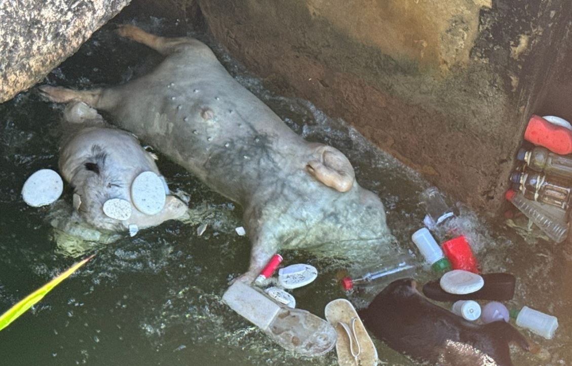 Xac lon chet noi lenh benh tren kenh o Da Nang hinh anh