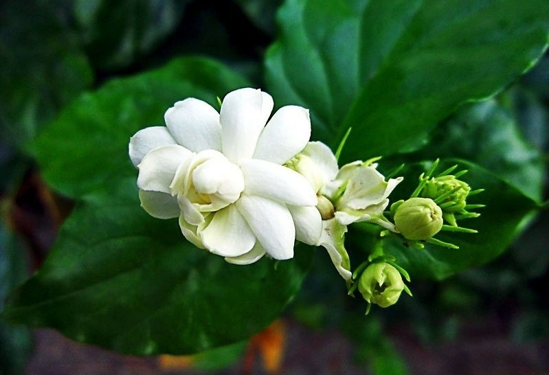 Chang thom thoi cung the hoa nhai hinh anh