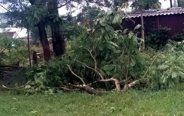 Nguoi dan ong tu vong do bi canh cay roi trung trong mua gio o Nghe An hinh anh