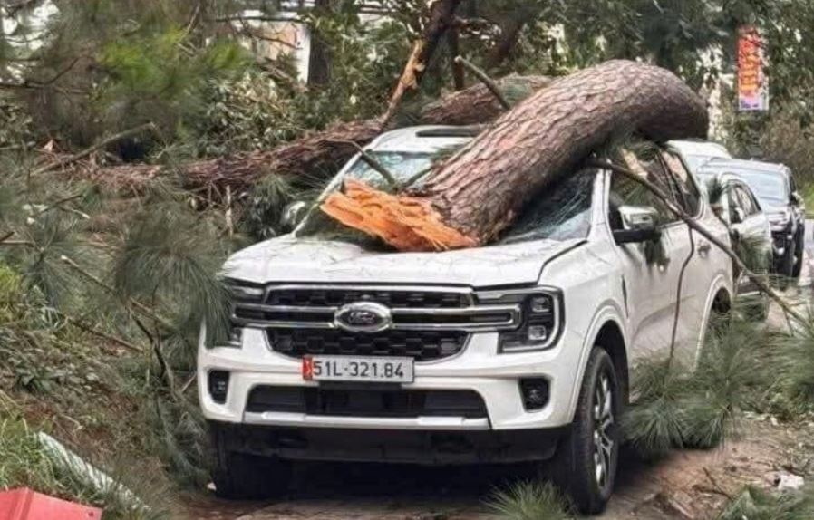 Mua lon, cay do de len oto o Ninh Binh hinh anh