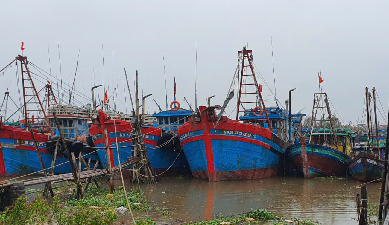 Cay de oto Ninh Binh anh 5