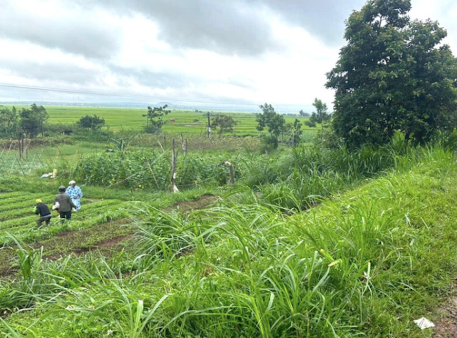 Di lam ruong, nguoi phu nu bi cay do vao nguoi tu vong hinh anh
