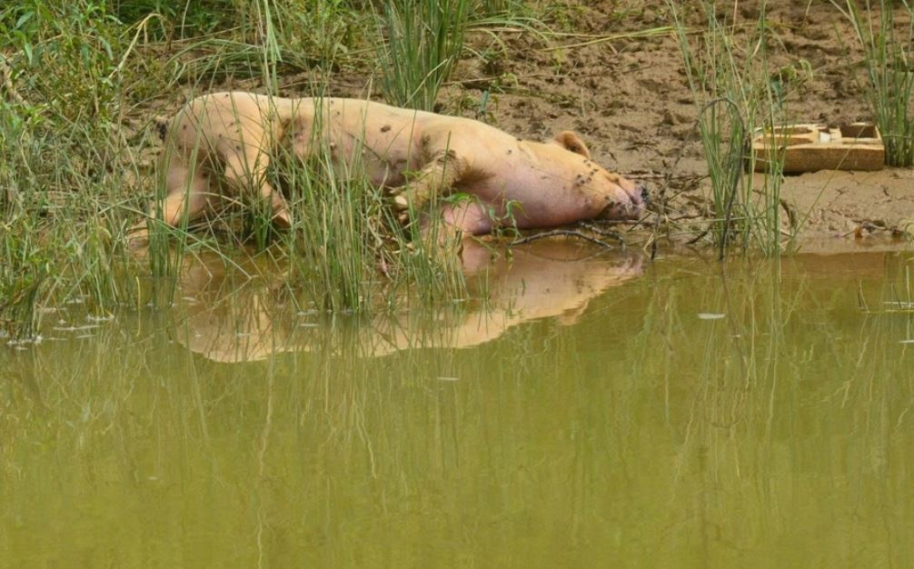 Lon chet vut day tren song Hieu hinh anh