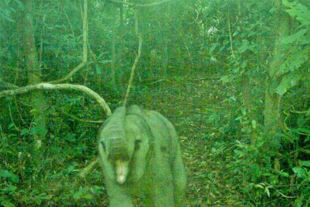 Phat hien voi con vua chao doi trong khu bao ton o Da Nang hinh anh