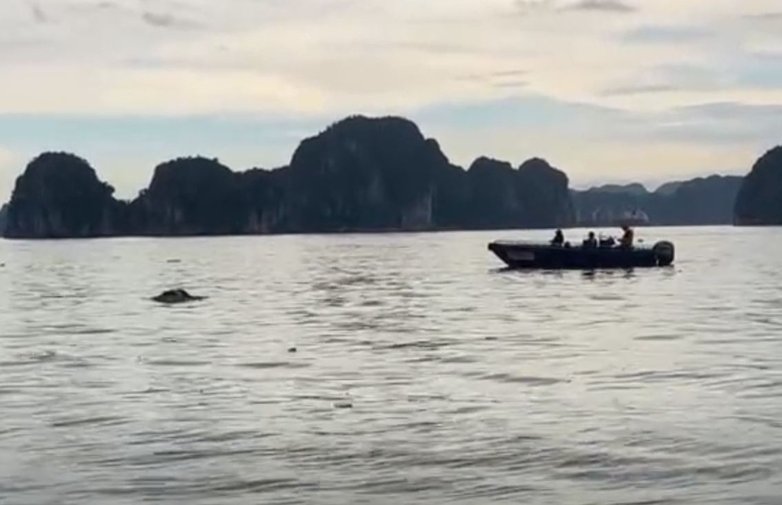 Phat hien thi the phu nu nghi la nan nhan vu lat tau o Ha Long hinh anh