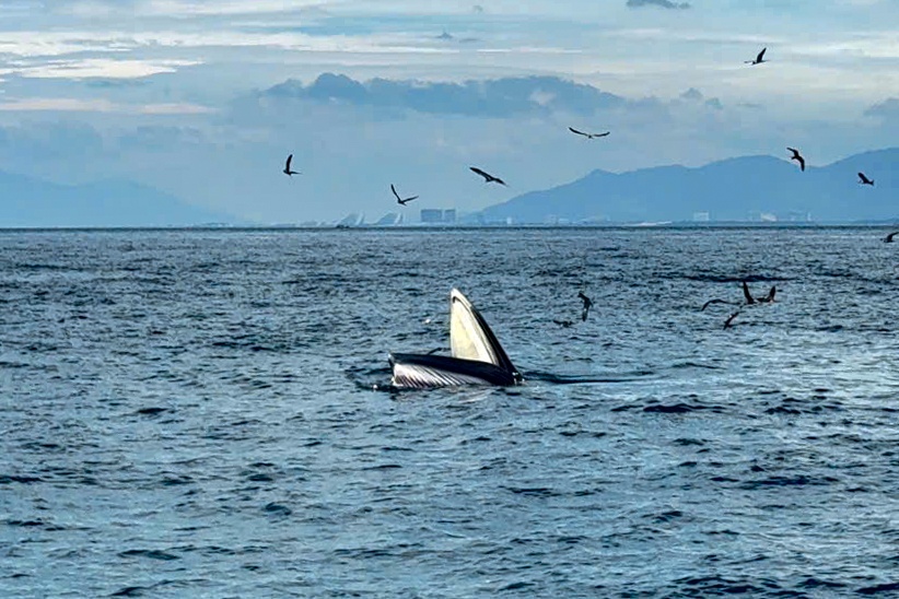 ca voi vinh Nha Trang anh 1