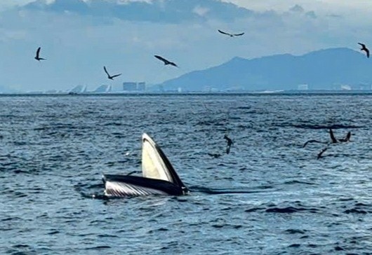 Yeu cau khong lam phien den ca voi xuat hien tai vung bien Nha Trang hinh anh