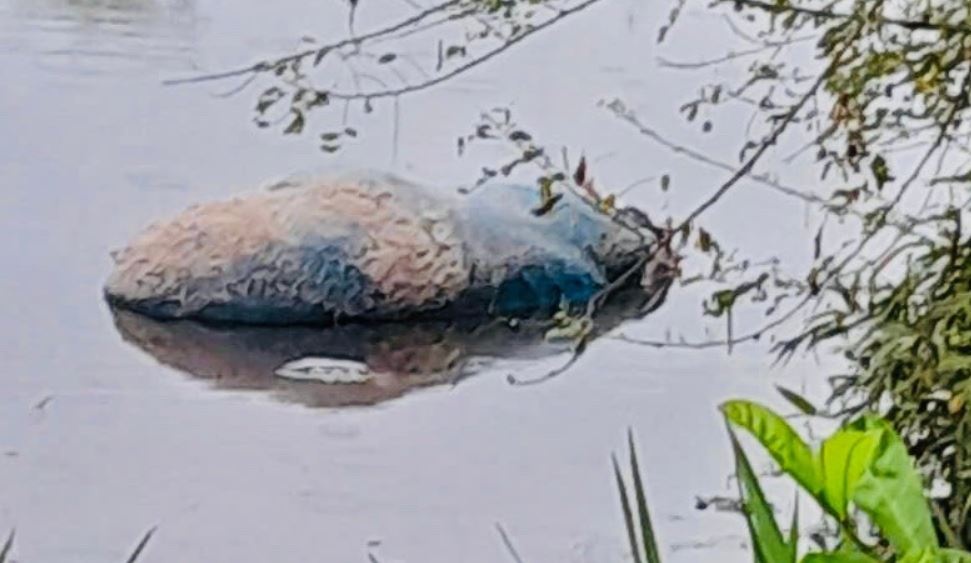 Hai hung xac lon phan huy troi noi tren kenh nuoc hinh anh