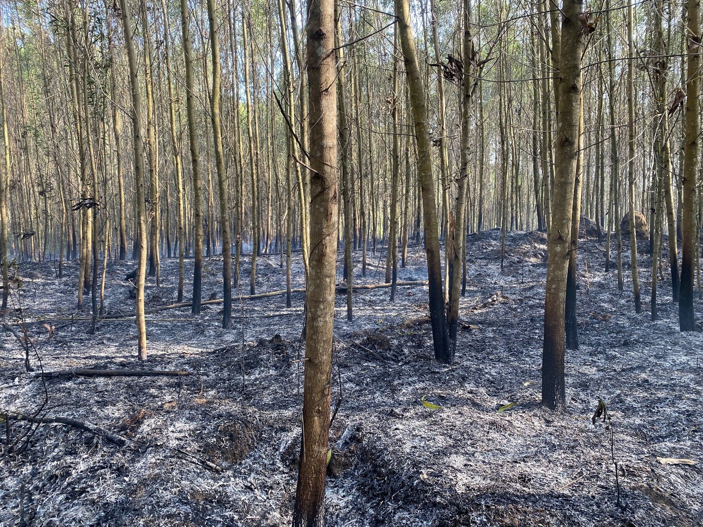 Chay rung keo Gia Lai anh 2