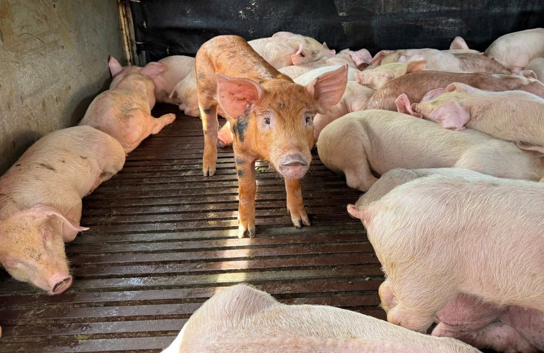 97 con lon 'la' sui bot mep, co giat tren duong vao Dak Lak hinh anh