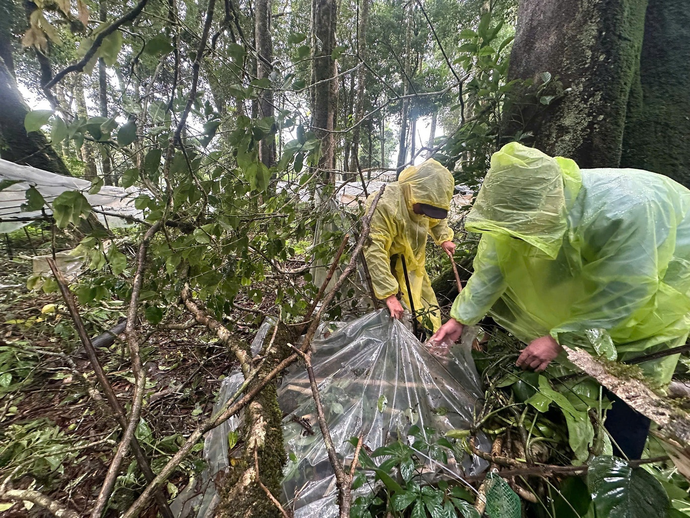 Sam Ngoc Linh Quang Ngai anh 2