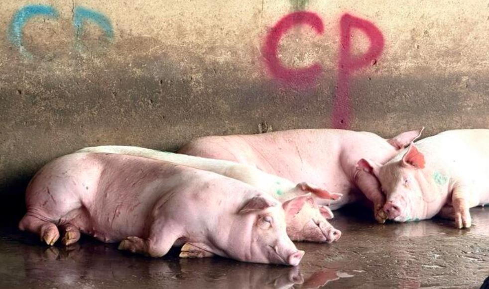 Dien bien moi nhat vu Cong ty C.P. Viet Nam bi to ban thit heo benh hinh anh