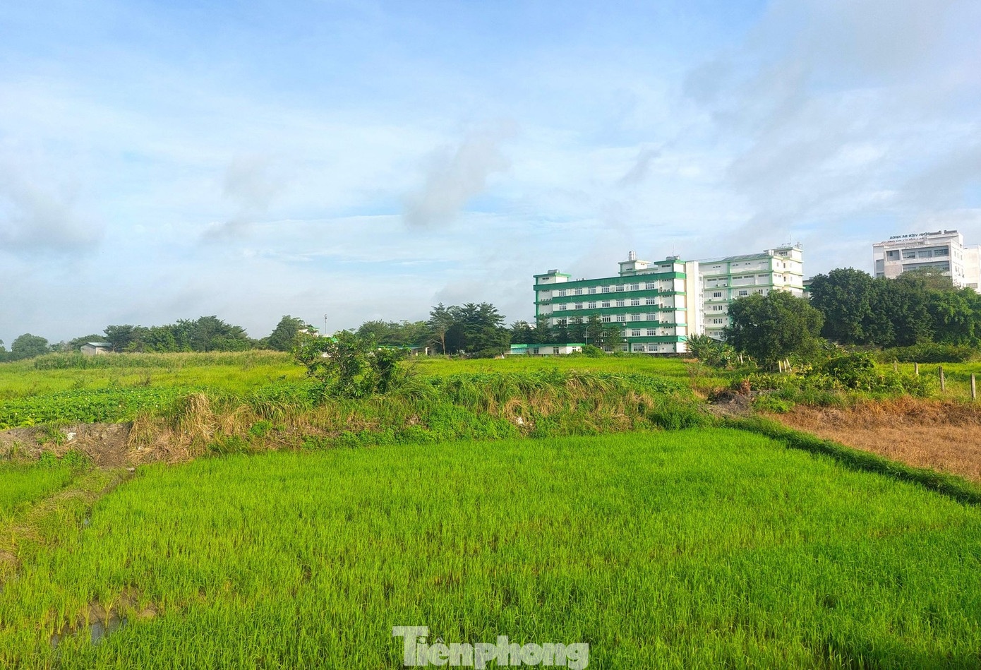 Thu hoi Suoi Giua TP.HCM anh 6