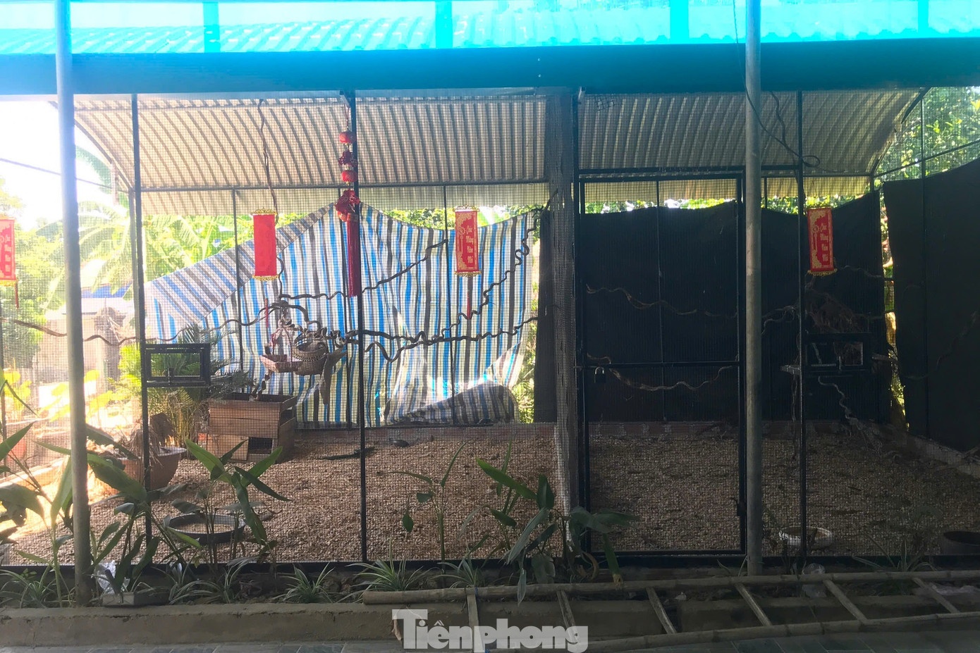 Thai Khac Thanh ga loi anh 11