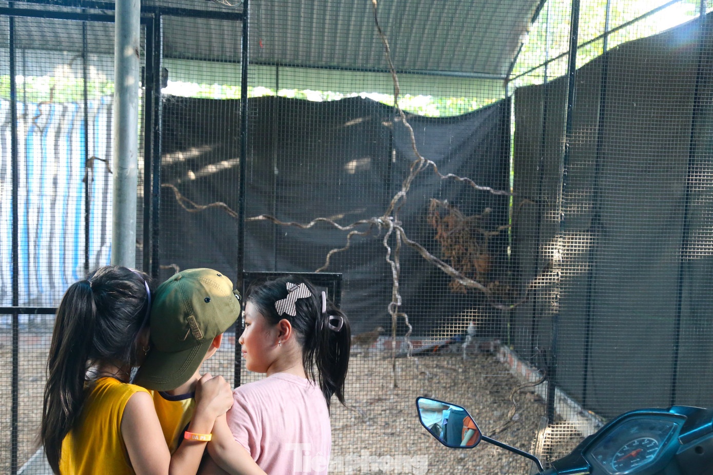 Thai Khac Thanh ga loi anh 2