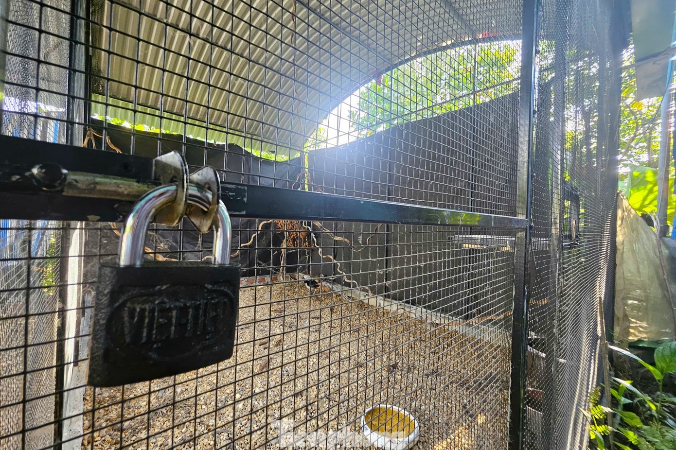 Thai Khac Thanh ga loi anh 3