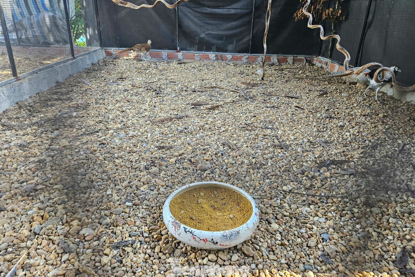 Thai Khac Thanh ga loi anh 4