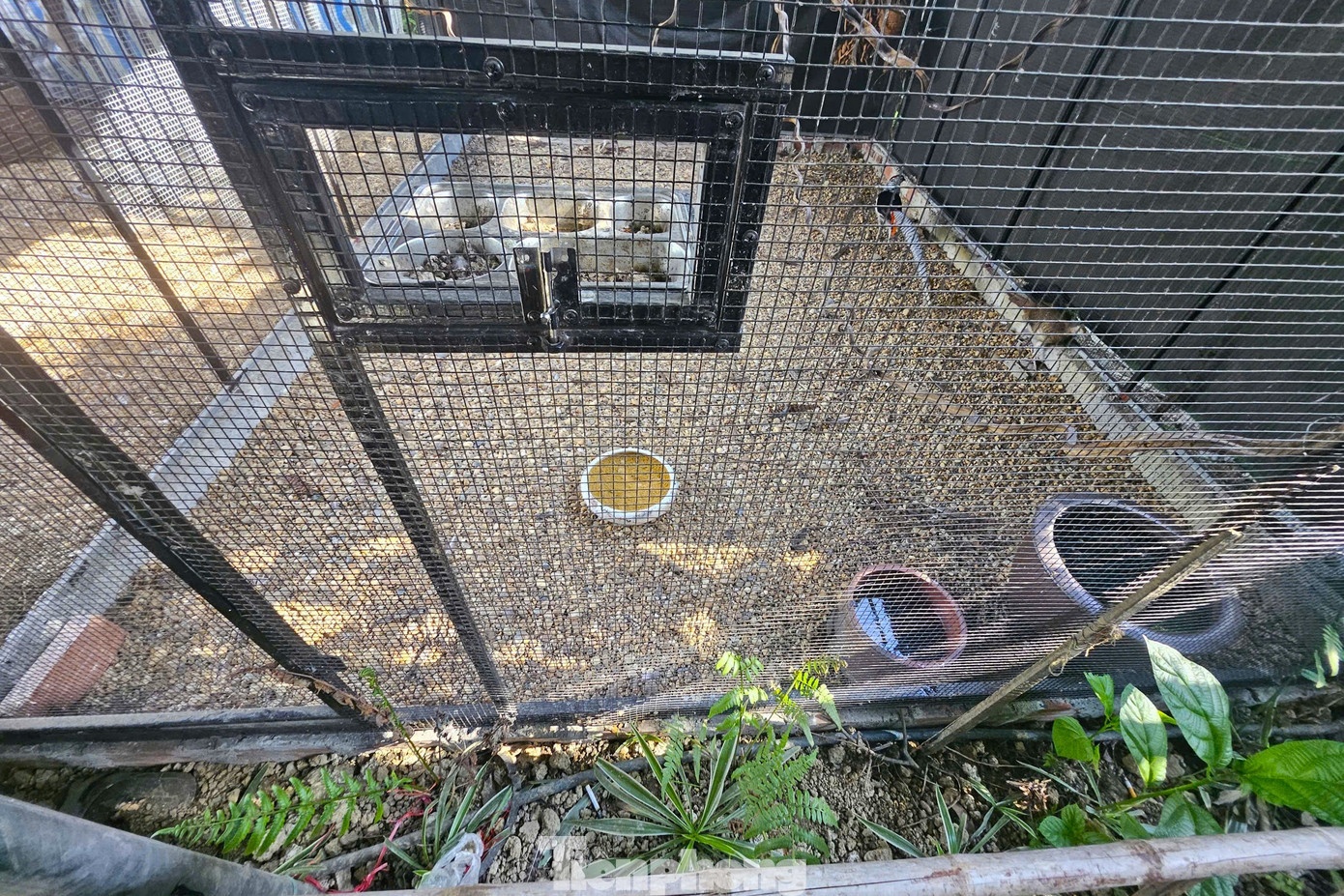 Thai Khac Thanh ga loi anh 5