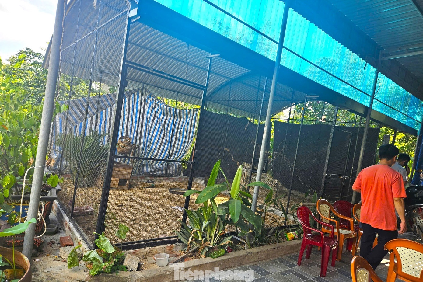 Thai Khac Thanh ga loi anh 6