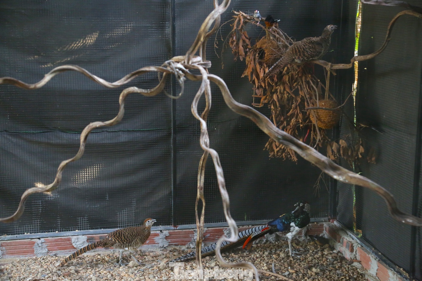 Thai Khac Thanh ga loi anh 7